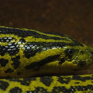Yellow anaconda (Eunectes notaeus), 2019-08-04