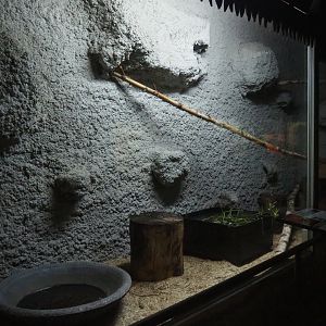 Corn snake terrarium, 2019-08-04