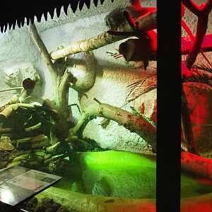 Green iguana terrarium, 2019-08-04