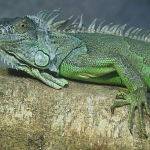 Green iguana (Iguana iguana), 2019-08-04