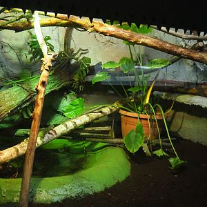 Chinese water dragon terrarium, 2019-08-04