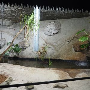 Philippine crocodile exhibit, 2019-08-04