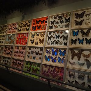Butterflies and moths specimen collection wall in the reptile corridor of the tropical house, 2019-08-04