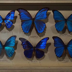 Butterfly collection - Case with iridescent blue Morpho specimens, 2019-08-04