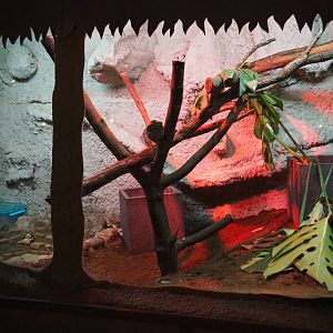 Chicken snake terrarium, 2019-08-04