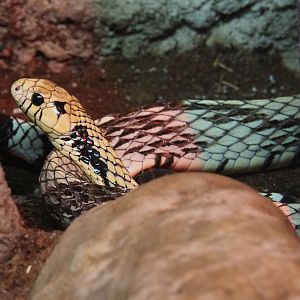 Chicken snake (Spilotus pullatus), 2019-08-04