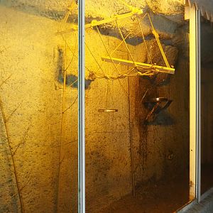 Egyptian fruit bat cave, 2019-08-04