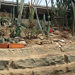 Tropical house cactus and succulent garden, 2019-08-04