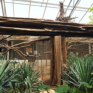 Congo African grey parrot and separation aviaries, 2019-08-04