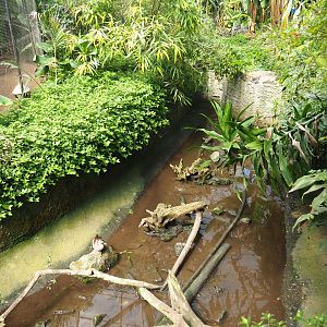 Nutria, Yellow-bellied slider and Red-eared slider exhibit, 2019-08-04