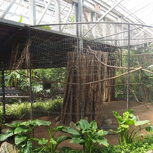 Grey-headed purple swamphen aviary, 2019-08-04