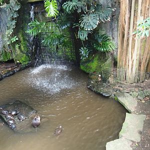 Nutria, Yellow-bellied slider and Red-eared slider exhibit, 2019-08-04