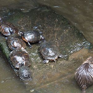 Yellow-bellied sliders (Trachemys scripta scripta) and Red-eared sliders (T. s. elegans) and a nutria (Myocastor coypus), 2019-08-04