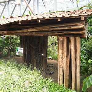 Grey-headed purple swamphen aviary, 2019-08-04