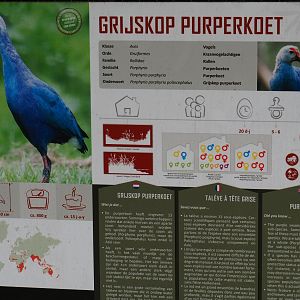 Grey-headed purple swamphen signage, 2019-08-04
