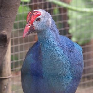 Grey-headed purple swamphen (Porphyrio porphyrio poliocephalus), 2019-08-04