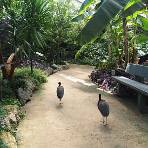 Pathway in the tropical house with free-ranging grey-winged trumpeters, 2019-08-04