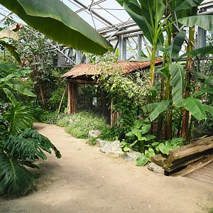 View in tropical house with grey-headed purple swamphen aviary and bridge over nutria exhibit, 2019-08-04