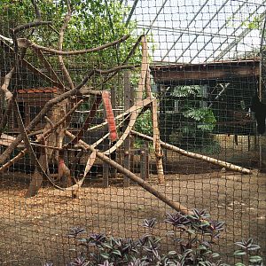 White-fronted lemur exhibit, 2019-08-04