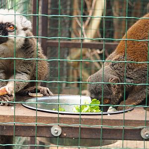 White-fronted lemur pair (Eulemur albifrons), 2019-08-04