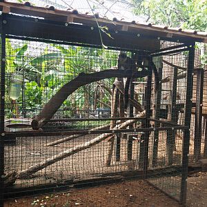 White-fronted lemur holding and feeding cage, 2019-08-04