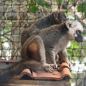 White-fronted lemur (Eulemur albifrons), 2019-08-04