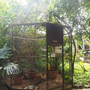 White-crested laughingthrush aviary, 2019-08-04