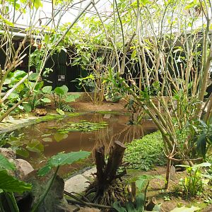 Pond in the tropical house, 2019-08-04