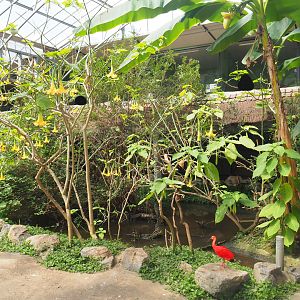Turtle pond in the tropical house, 2019-08-04