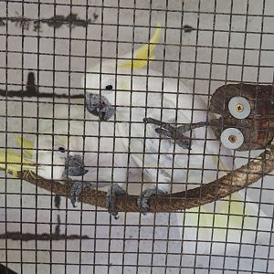 Eleonora sulphur-crested cockatoos (Cacatua galerita eleonora), 2019-08-04