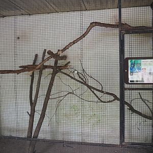 Black-throated magpie jay indoor aviary, 2019-08-04