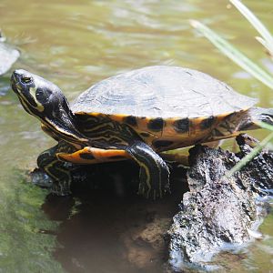 Yellow-bellied slider (Trachemys scripta scripta), 2019-08-04