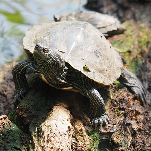 False map turtle (Graptemys pseudogeographica), 2019-08-04