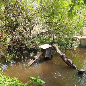 Turtle pond in the tropical house, 2019-08-04