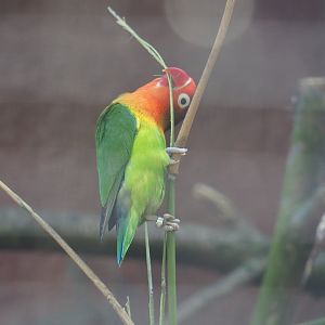 Fischer's lovebird (Agapornis fischeri) chewing on grass, 2019-08-04