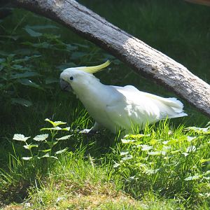 Eleonora sulphur-crested cockatoo (Cacatua galerita eleonora), 2019-08-04