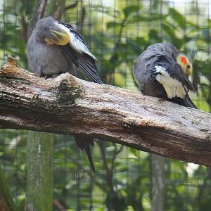 Preening Cockatiels (Nymphicus hollandicus), 2019-08-04