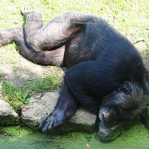 Eastern chimpanzee (Pan troglodytes schweinfurthii), 2019-08-04