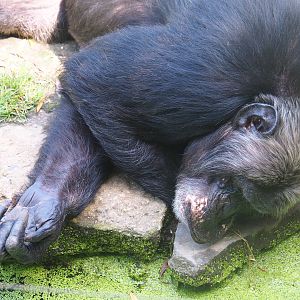 Eastern chimpanzee (Pan troglodytes schweinfurthii), 2019-08-04