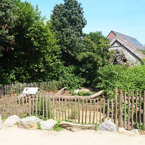 Patagonian mara exhibit, 2019-08-04