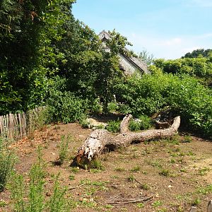 Patagonian mara exhibit, 2019-08-04