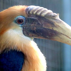 Blyth's hornbill; Birdworld; 10th October 2019