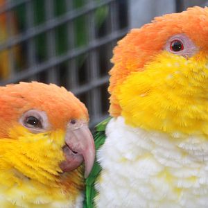 Southern white-bellied caique; Birdworld; 10th October 2019