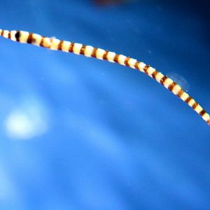 Banded pipefish; Birdworld; 10th October 2019