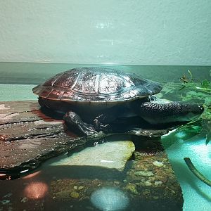 Young McCord's snake-necked turtle - hatched Oct 2017