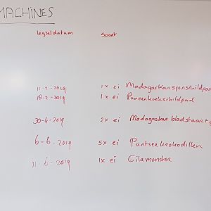 Overview eggs in the incubator-room