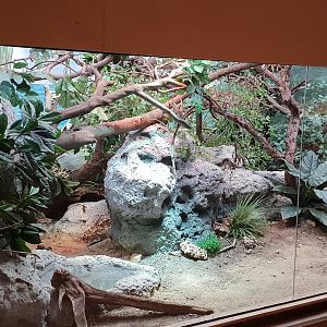 Enclosure Lesser Antillean iguana