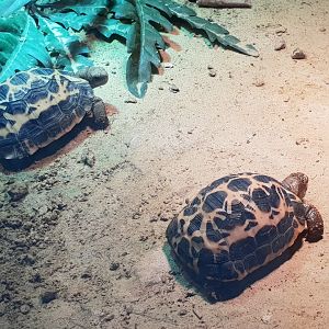 Common spider tortoises - juveniles