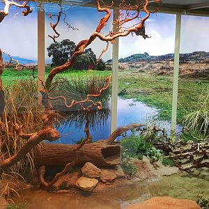 Enclosure San Francisco gartersnake