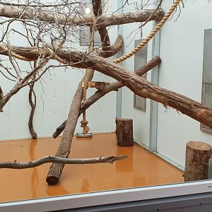 Indoor enclosure Ring-tailed lemur